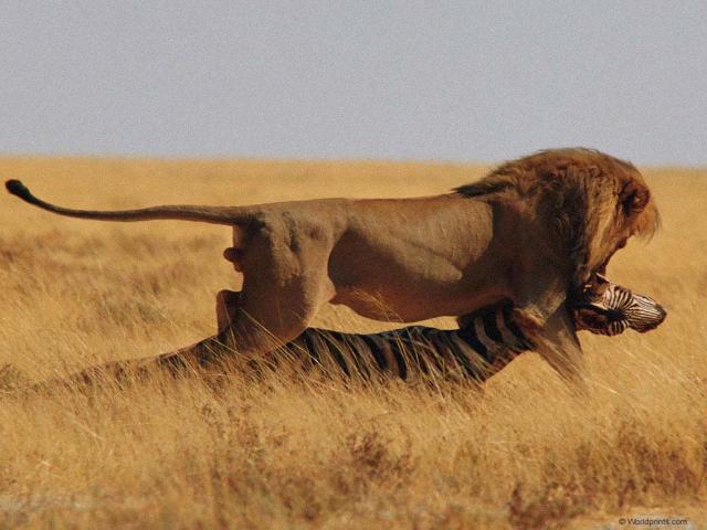Фотография THE WILD